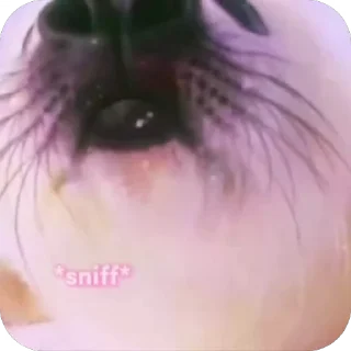 🥺