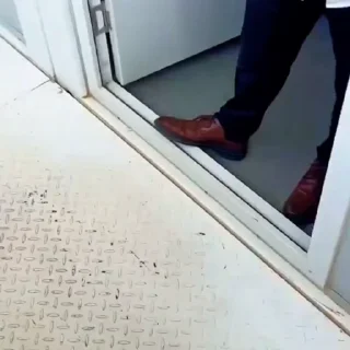 🐈