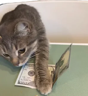 💰