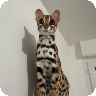 👀