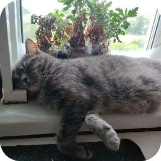 🐱