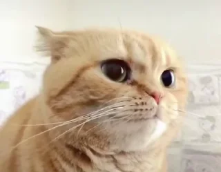 😌