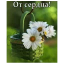 🌼