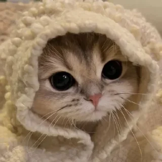 🐈