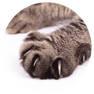 🐱