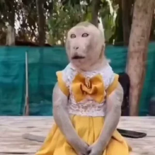🐒