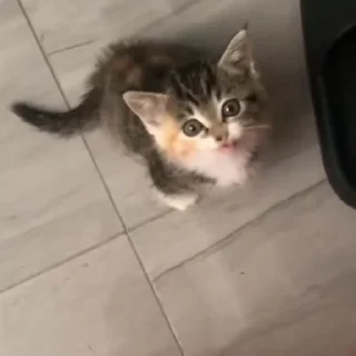 🐈