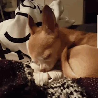💤
