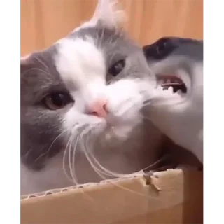 😗