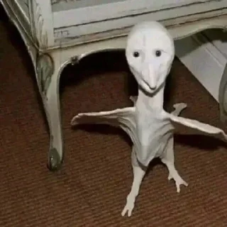 🪿