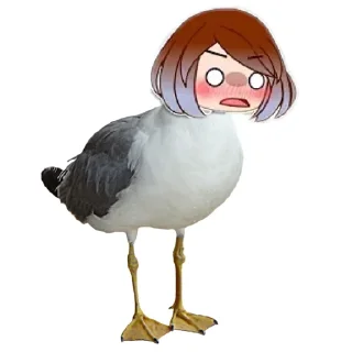 🦆