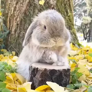 🤩