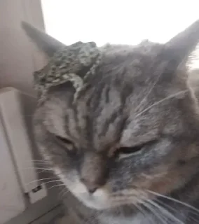 🐈