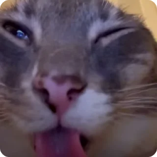 💤
