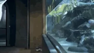🐠