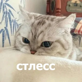😤