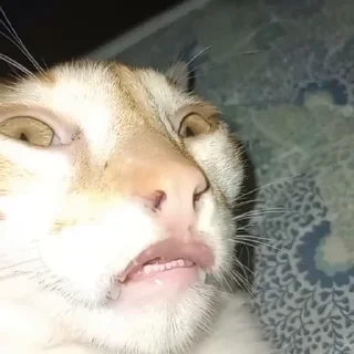 😺