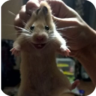 🐱