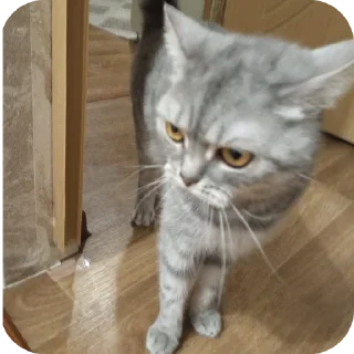 🐱