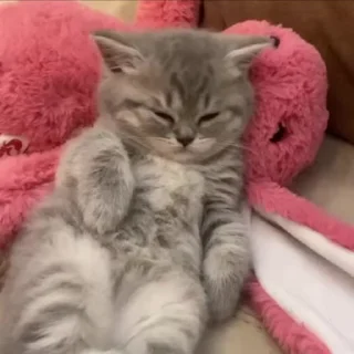 💤