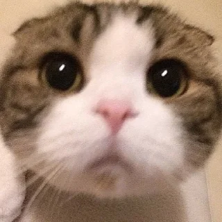 🥺