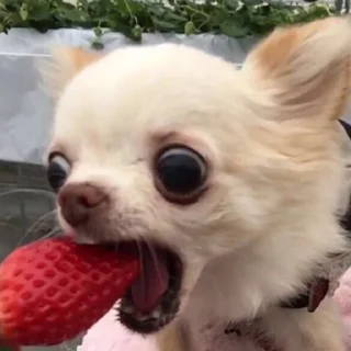 🐶