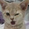 cat_ip | @pamblus