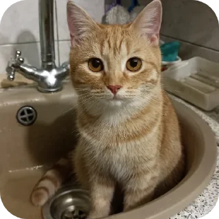 🐱