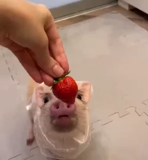 🐷