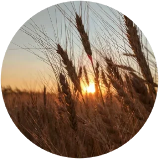 🌾