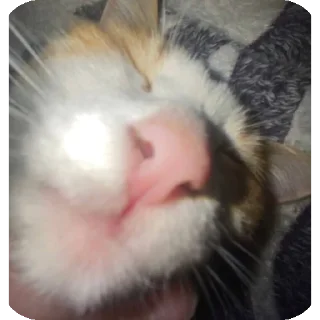 🐱