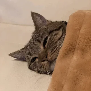 🐈