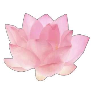 🌸