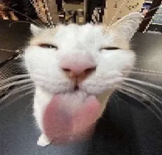 котики123 :: @fStikBot