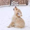 🐶