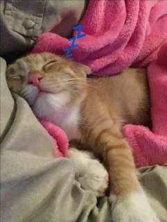 💤