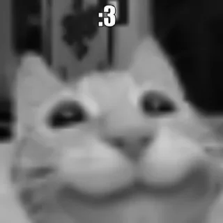 🐈‍⬛️