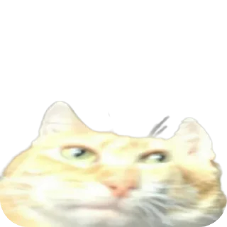 🐱