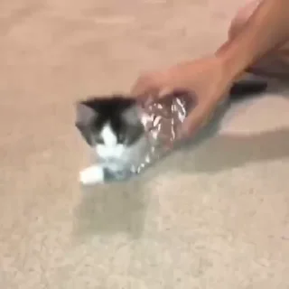 🐱