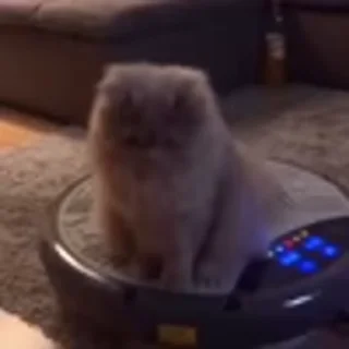 🐈‍⬛