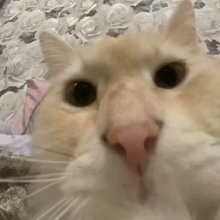 😡