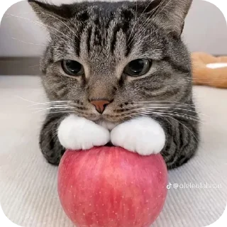 🐱