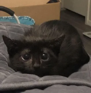 🐱