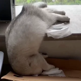 🐈‍⬛️