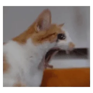 🐱