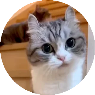 😺