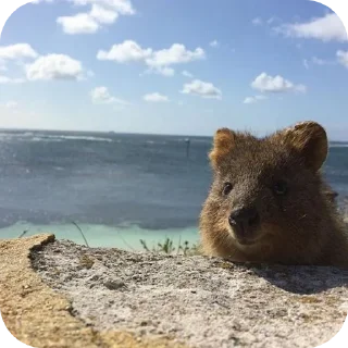 🏖
