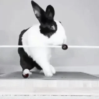 🐇