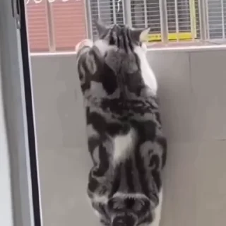 🐈