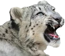 😾